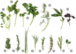 Herbs Found in Ecuador #1 – A Parsley Recipe